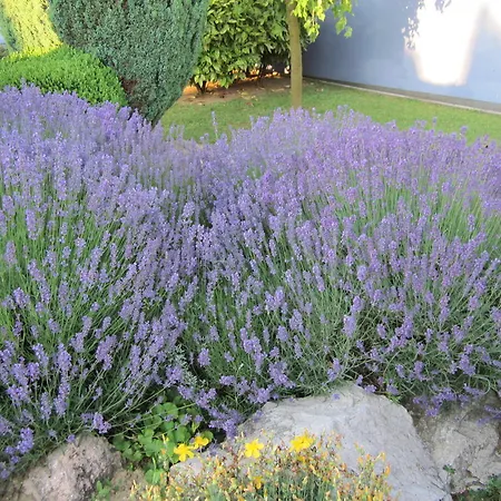 Seva Csaladi Panzio Kozarmisleny